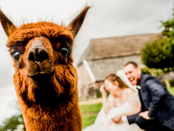 Karin Keesmaat trouwfotograaf trouwen met alpaca.jpeg